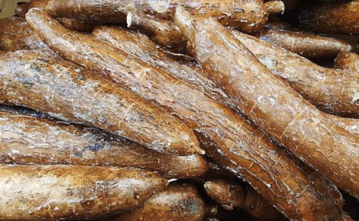 ¿Cómo se llama la mandioca en español?