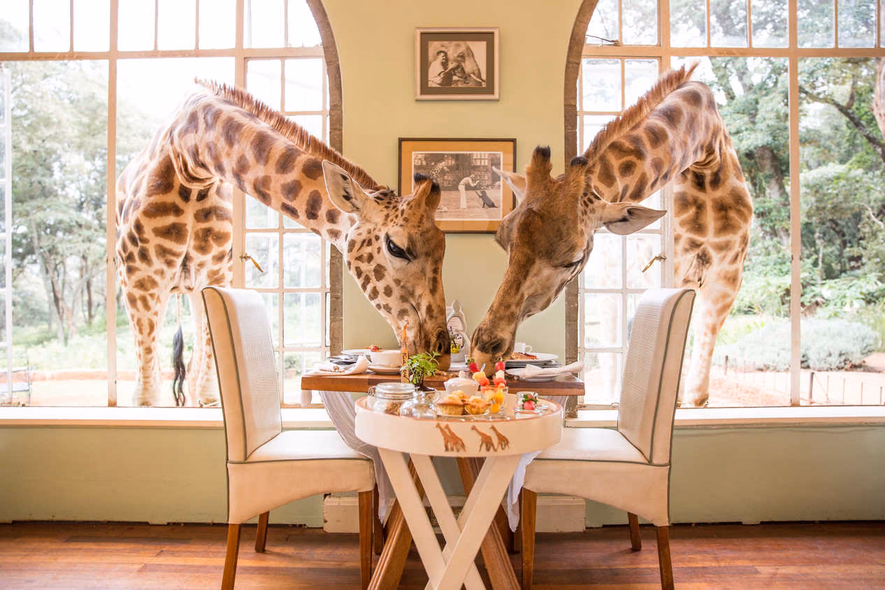 ¿Cuánto vale una noche en el Giraffe Manor?