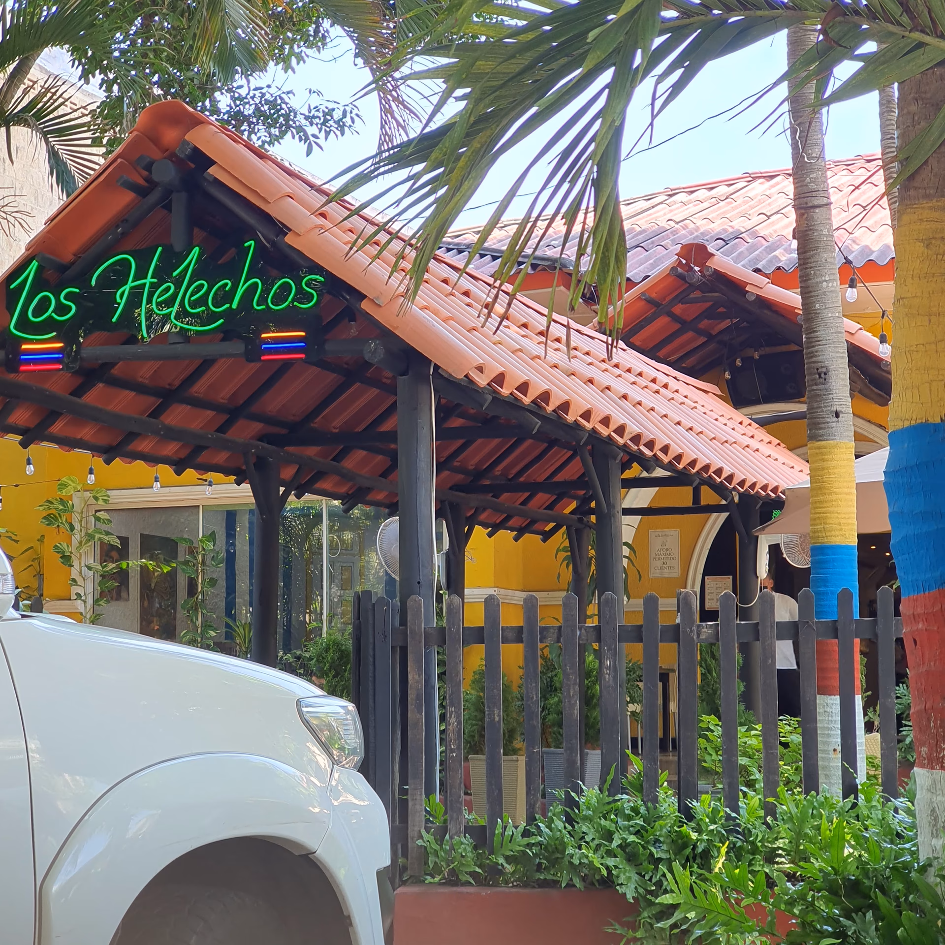 ¿Dónde se ubican los helechos?