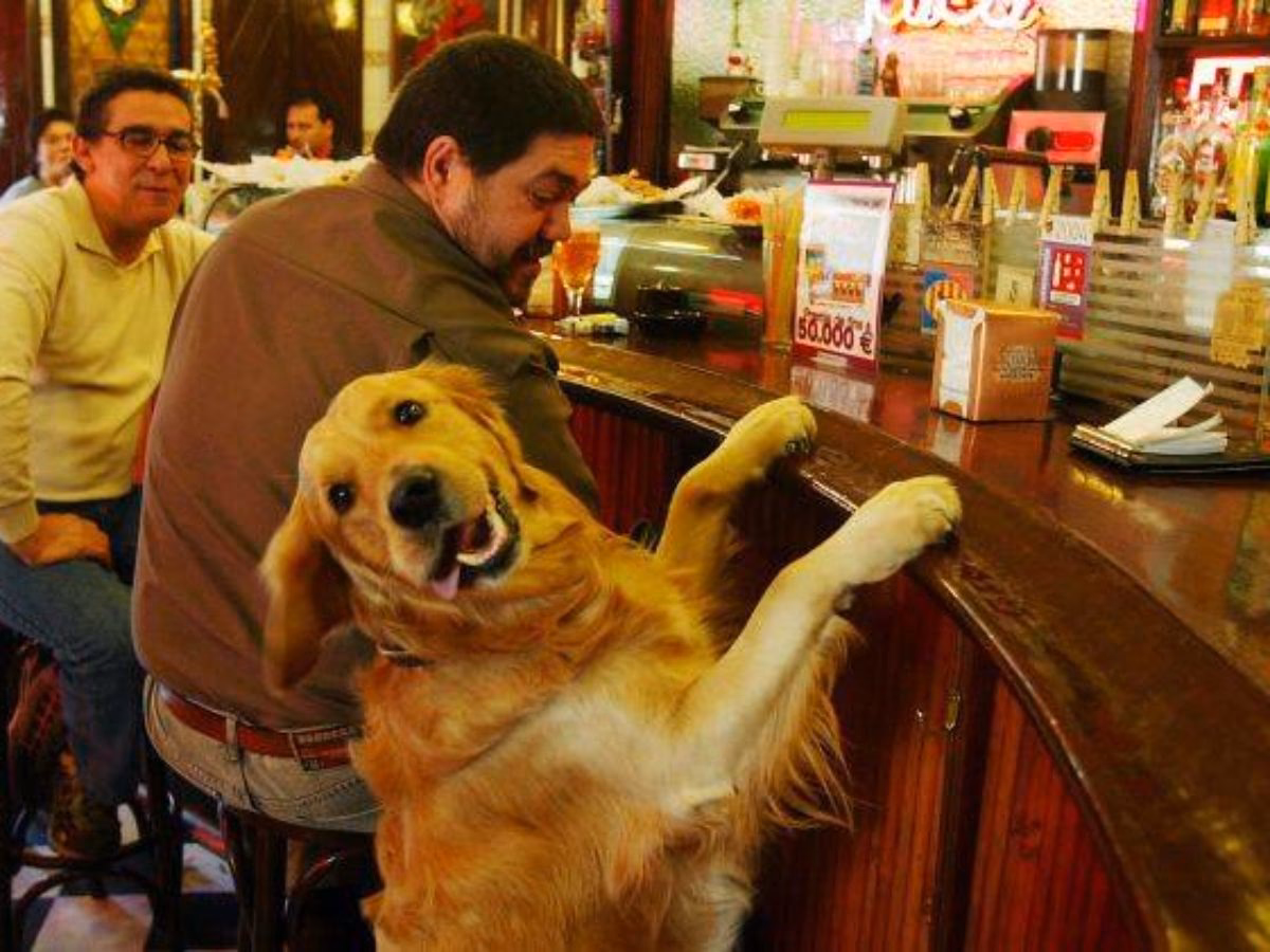 ¿Qué son lugares pet friendly?